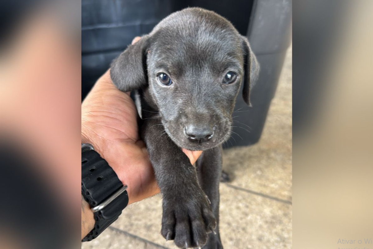 Filhote de cachorro abandonado em oficina