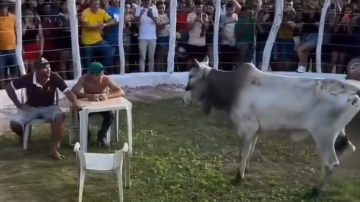 Desafio com boi bravo na arena viraliza na internet (Foto: Reprodução)
