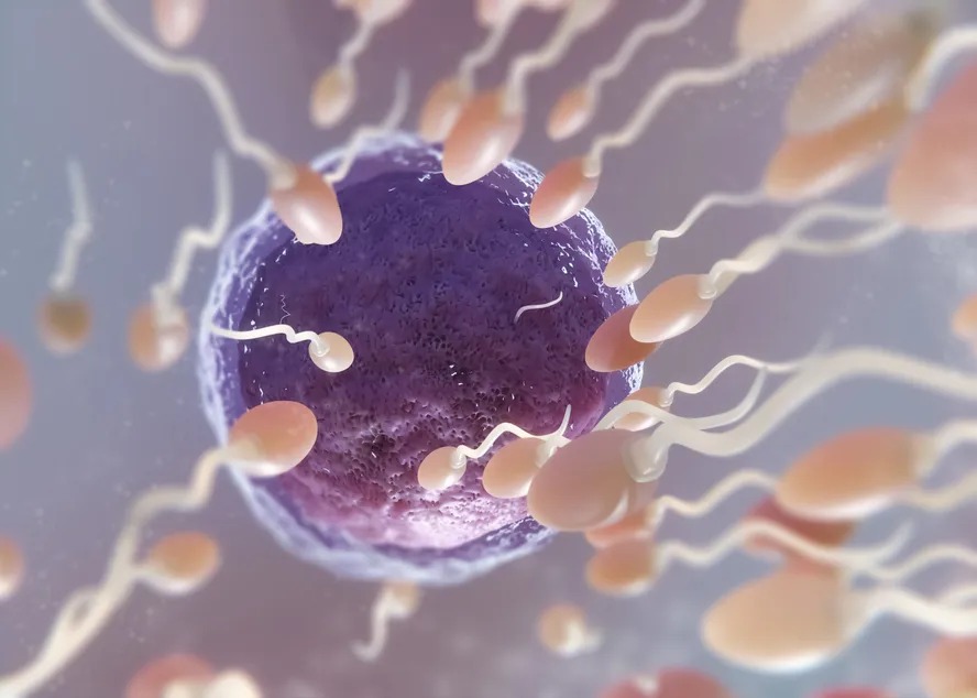 Anticoncepcional masculino: pílula sem hormônio começa a ser testada Medicamento limitou a produção de espermatozoides sem efeitos colaterais