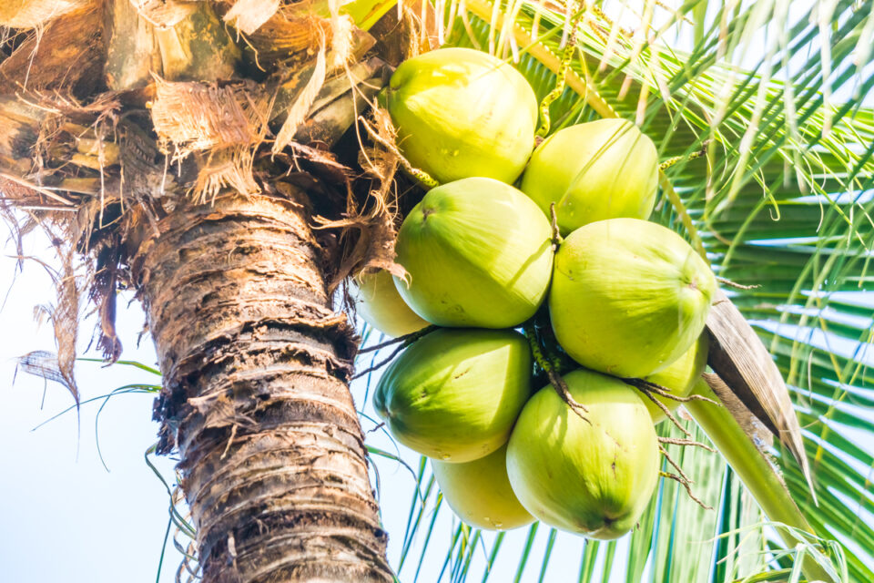 Coconut fruit