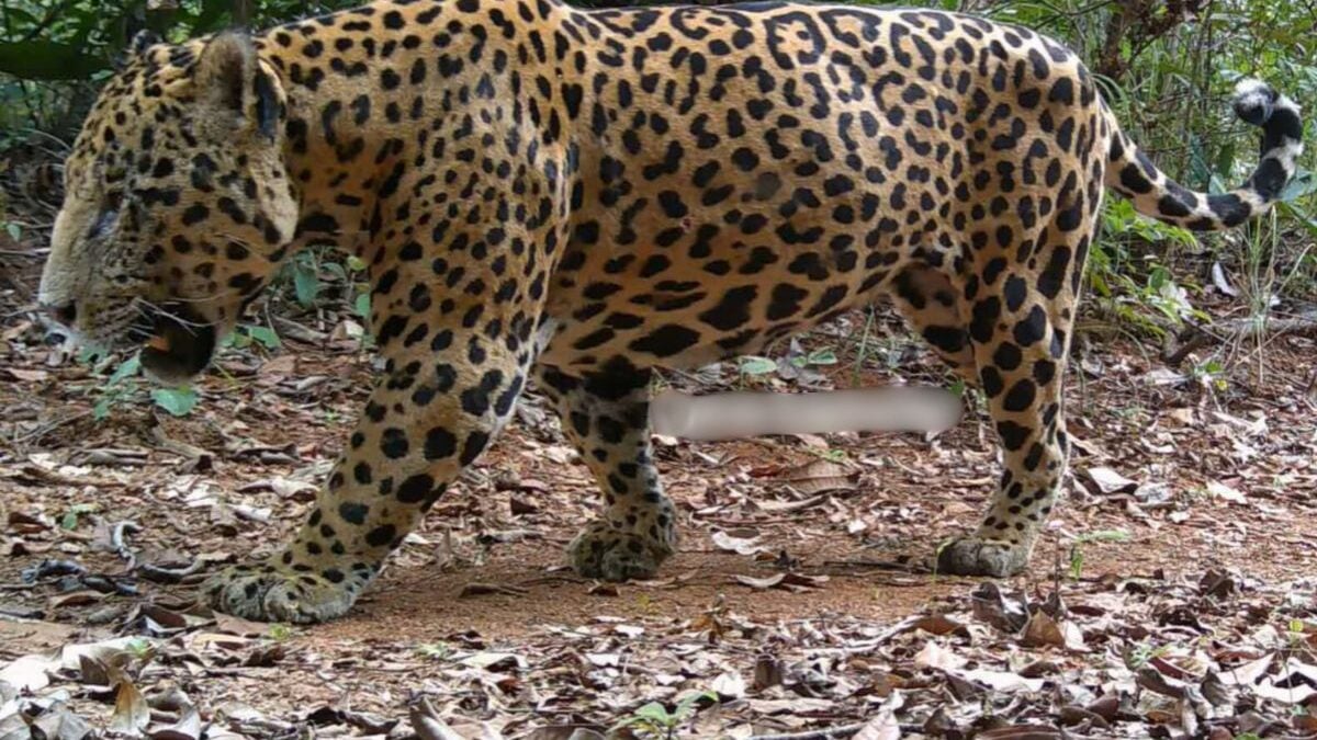 Onça-pintada fotografada em Pirenópolis (Foto: Lucas Gaehwiler)