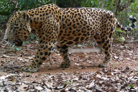 Onça-pintada fotografada em Pirenópolis (Foto: Lucas Gaehwiler)