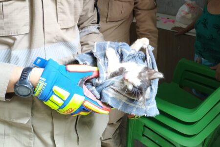 Bombeiros resgatam gato preso em motor de carro, em Luziânia animal estava saudável, mas com uma pata quebrada