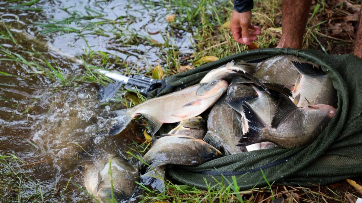 A imagem mostra uma foto dos peixes sendo soltos no lago