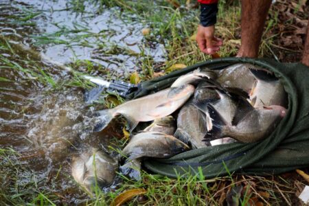 A imagem mostra uma foto dos peixes sendo soltos no lago