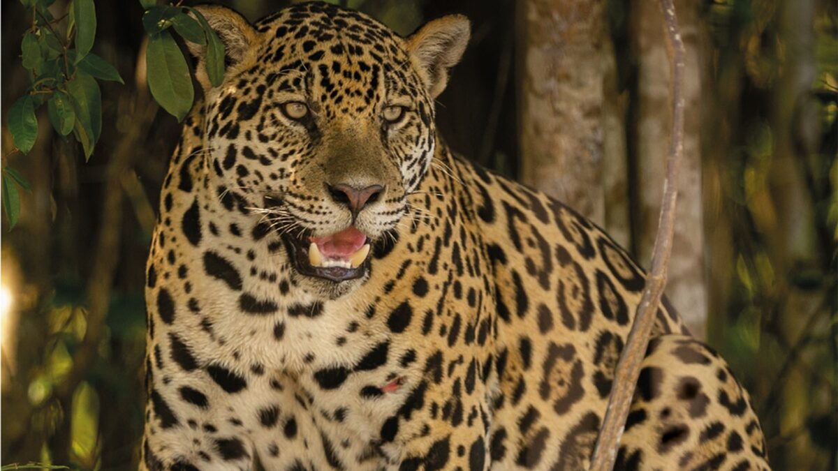 Vídeo mostra 'ferramentas' de caça de uma onça-pintada Felino conta com garras retráteis afiadas agarrar e imobilizar as presas