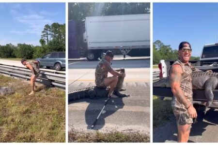 Homem aplica golpe em jacaré que invadiu estrada e retira o animal da pista; vídeo Caçador local é conhecido nas redes sociais