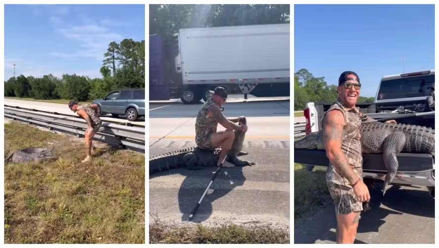 Homem aplica golpe em jacaré que invadiu estrada e retira o animal da pista; vídeo Caçador local é conhecido nas redes sociais