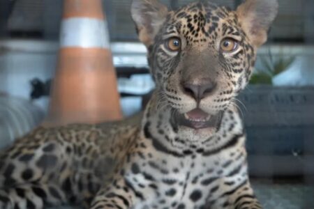 Golias: Filhote de onça-pintada criado como pet é transferido para instituto em Goiás