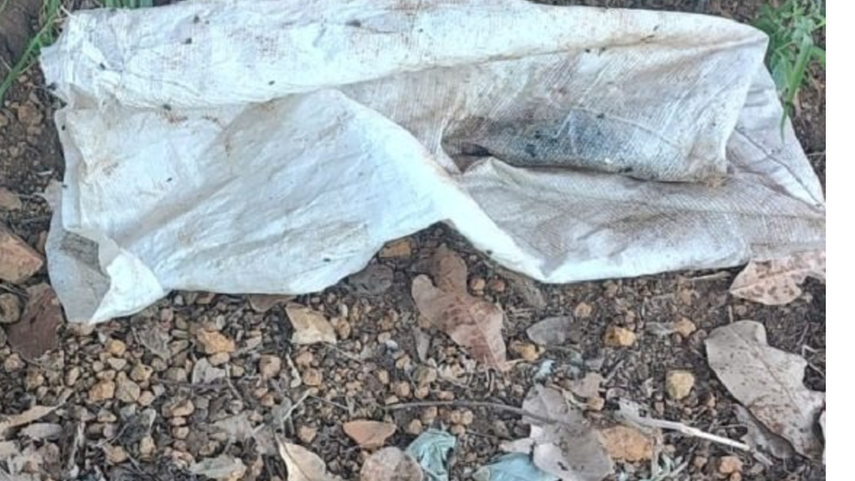 Homem é preso suspeito de matar filhote de cachorro a marretadas em Vianópolis