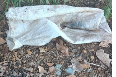 Homem é preso suspeito de matar filhote de cachorro a marretadas em Vianópolis