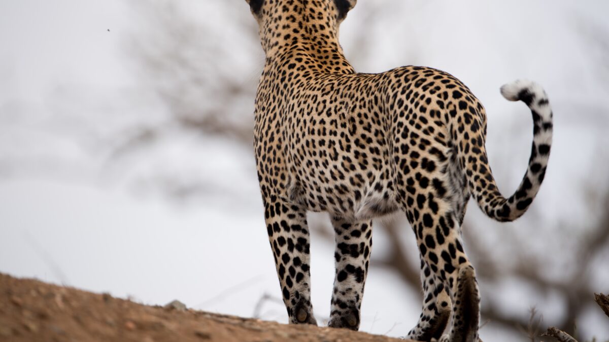 Fascínio por leopardos foi útil a Turing (Foto: Freepik)