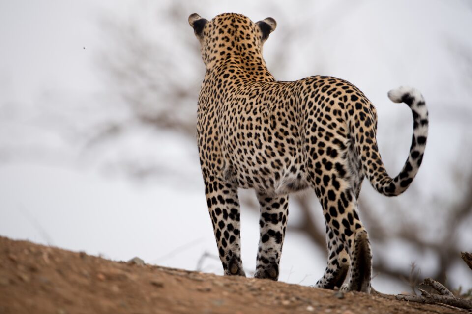 Fascínio por leopardos foi útil a Turing (Foto: Freepik)