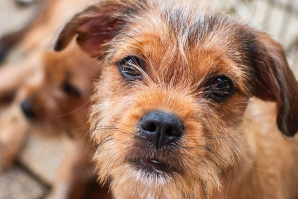 Evento de adoção responsável de cães e gatos