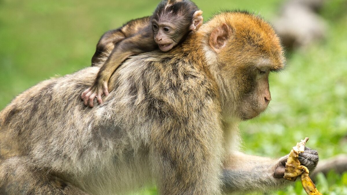 Macacos e a coceira que ajuda a ciência (Foto: Pixabay)