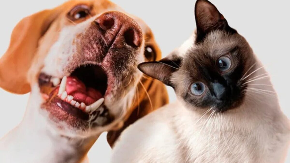 Shopping de Goiânia recebe feira de adoção de animais neste sábado (12) Feira acontece no Shopping Passeio das Águas das 14h às 18h
