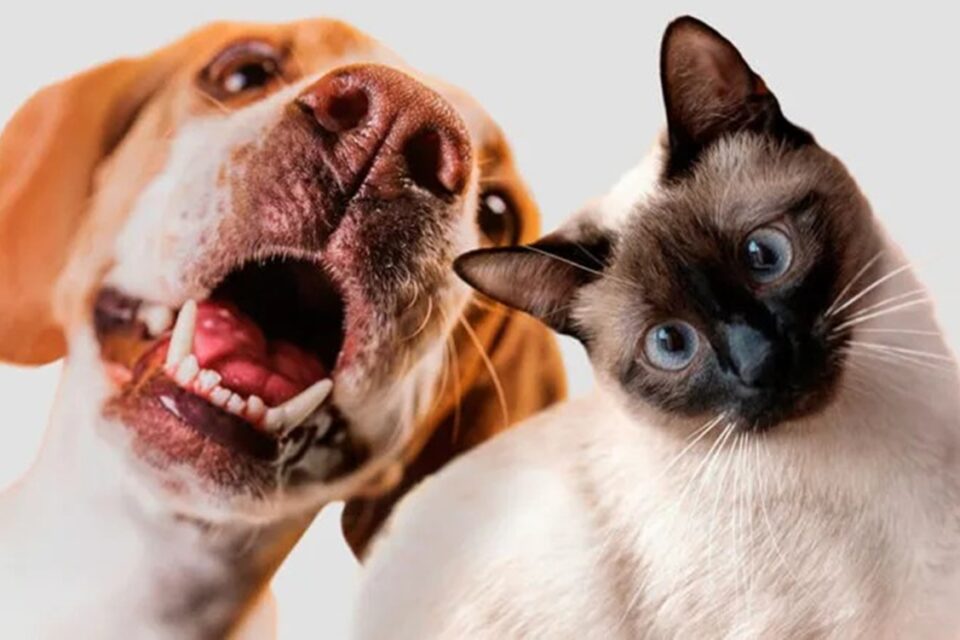 Adote um Aumigo ONG Focinho Caridoso Evento em shopping de Goiânia promove adoção de cães e gatos neste sábado (20); veja