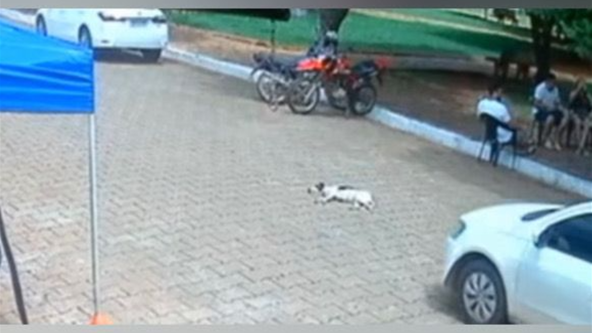 Vereador é flagrado atropelando cachorro em Taquaral (Foto: Reprodução)