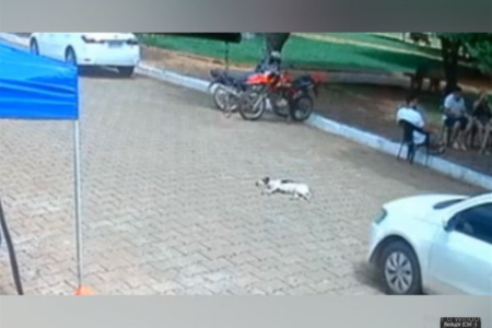 Vereador é flagrado atropelando cachorro em Taquaral (Foto: Reprodução)