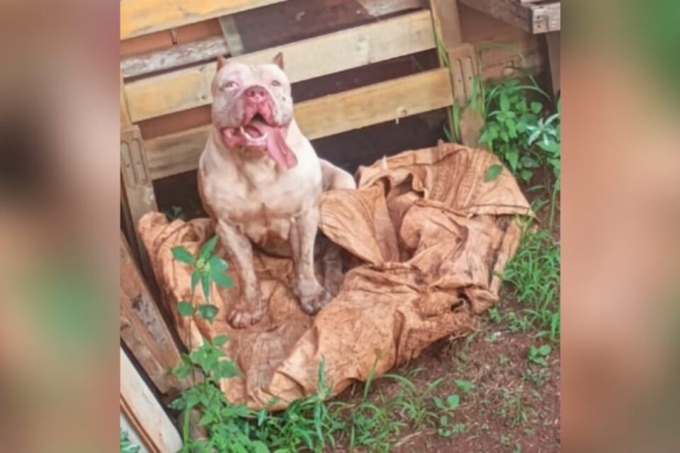 A imagem mostra o cachorro já sedado