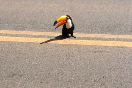 Tucano é encontrado ferido na BR-070 (Foto: Reprodução)