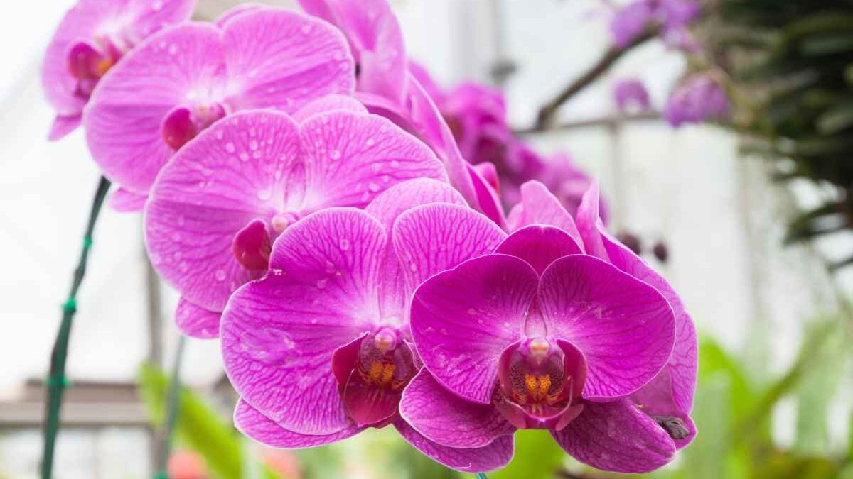 Jataí sedia Feira de Orquídeas a partir de sexta-feira (2); confira Evento acontece até o próximo domingo (4), das 8h às 18h