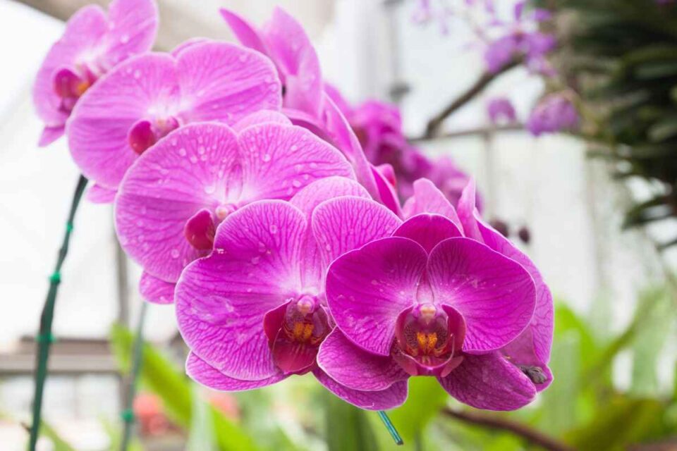 Jataí sedia Feira de Orquídeas a partir de sexta-feira (2); confira Evento acontece até o próximo domingo (4), das 8h às 18h
