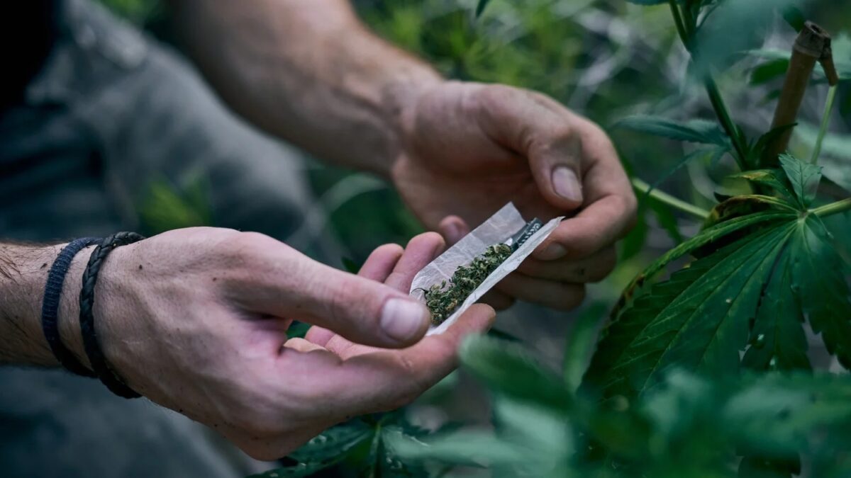 Uso frequente de maconha pode afetar qualidade do esperma Consumo de tabaco e álcool também pode impactar a fertilidade masculina