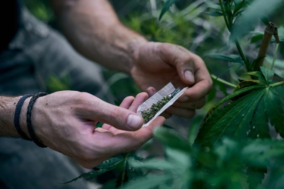 Uso frequente de maconha pode afetar qualidade do esperma Consumo de tabaco e álcool também pode impactar a fertilidade masculina