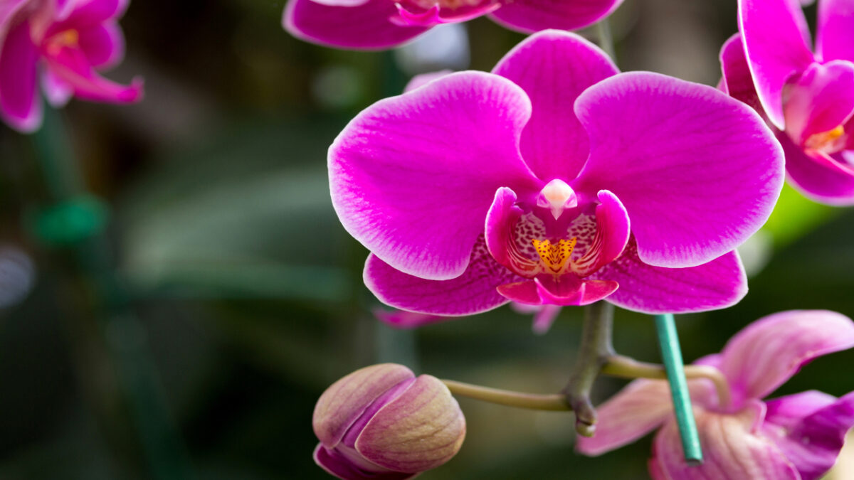 Bosque dos Buritis recebe curso gratuito de cultivo de orquídeas sábado (3) Orquidólogo vai responder dúvidas e trará conhecimentos gerais
