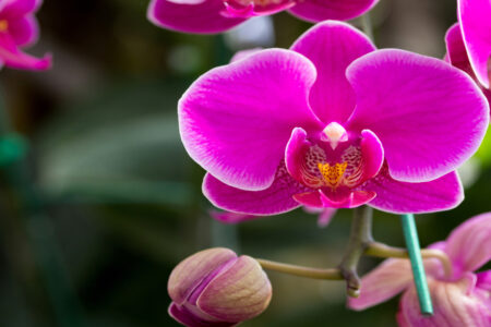Bosque dos Buritis recebe curso gratuito de cultivo de orquídeas sábado (3) Orquidólogo vai responder dúvidas e trará conhecimentos gerais