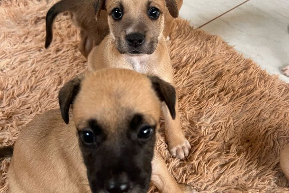 Evento de adoção pet será realizado neste sábado em Goiânia