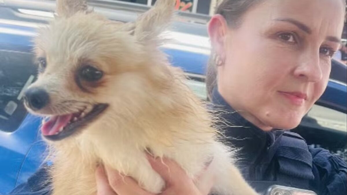 Animal ficou 1 hora dentro de automóvel Vídeo: Guarda municipal quebra vidro de carro para resgatar cachorro em Joinville; tutor é preso