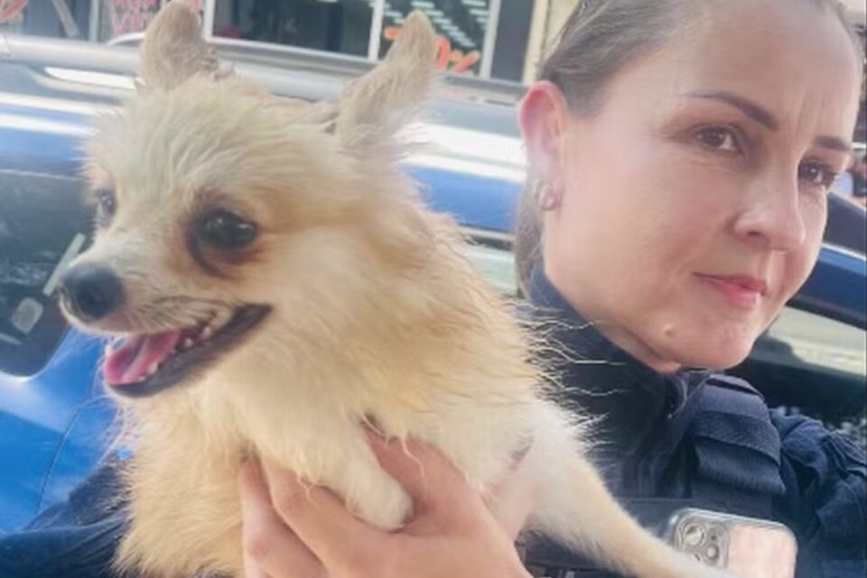 Animal ficou 1 hora dentro de automóvel Vídeo: Guarda municipal quebra vidro de carro para resgatar cachorro em Joinville; tutor é preso