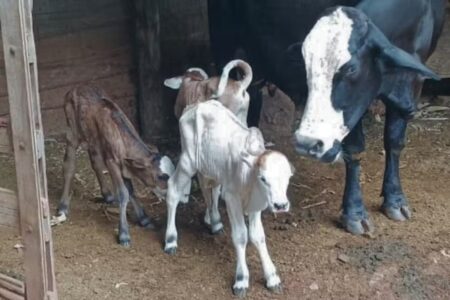 Vaca pare trigêmeos em Leopoldo de Bulhões e vira atração