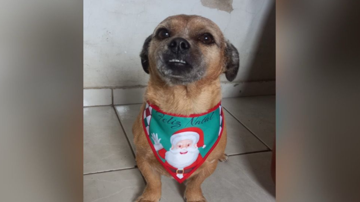 Cachorro Jatobá que morreu eletrocutado (Foto: Reprodução)