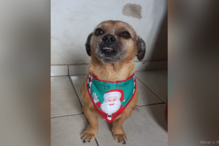Cachorro Jatobá que morreu eletrocutado (Foto: Reprodução)