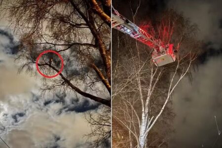 Arara que gritava Foda-se! no alto de árvore é resgatada após ser atraída com cigarros Ave ficou isolada por horas em rua de Suécia