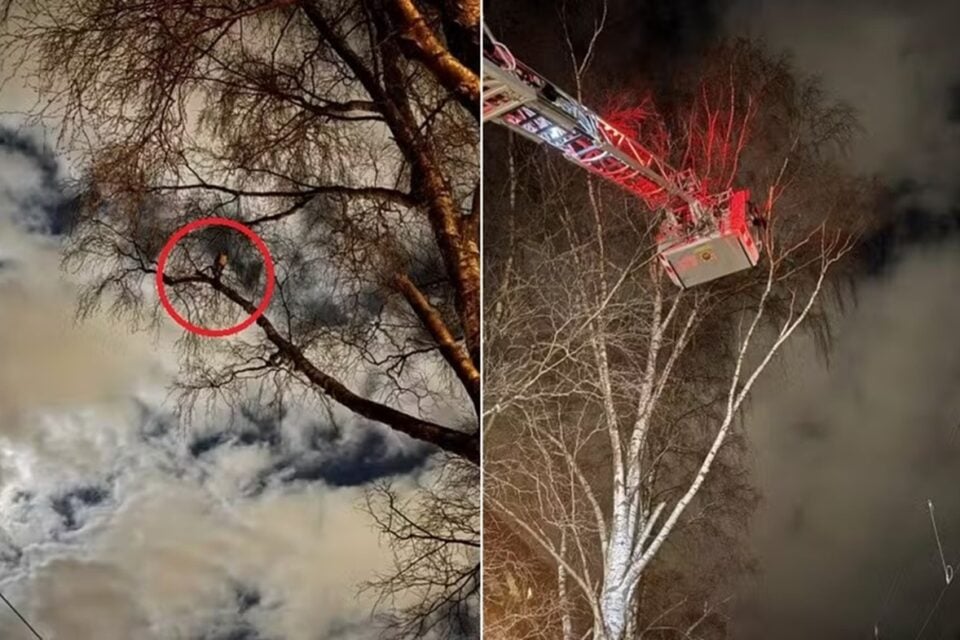 Arara que gritava Foda-se! no alto de árvore é resgatada após ser atraída com cigarros Ave ficou isolada por horas em rua de Suécia