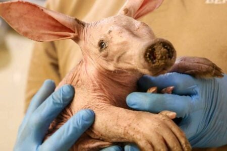 Animal exótico vira atração no zoo de Berlim e é comparado a Dobby, o elfo de 'Harry Potter'