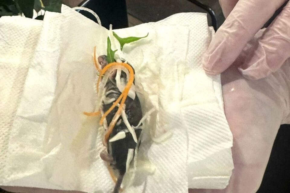 Restaurante se pronuncia após servir rato em salada para grávida Incidente ocorreu em estabelecimento de culinária japonesa na Austrália