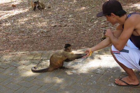 Pesquisadores de SP estudam macacos-prego no Parque Areião, em Goiânia