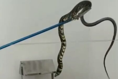 Cobra caninana é resgatada pelos bombeiros em Cidade Ocidental Animal de 1,80m estava em um motor de freezer