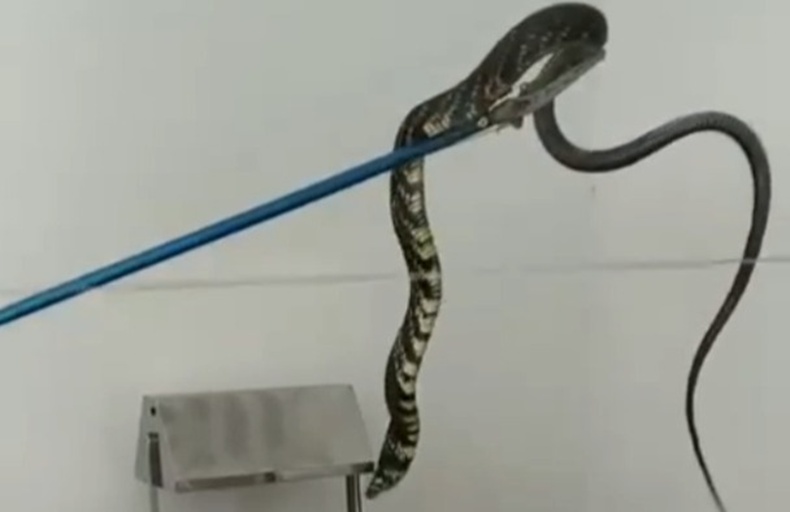 Cobra caninana é resgatada pelos bombeiros em Cidade Ocidental Animal de 1,80m estava em um motor de freezer