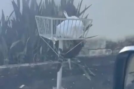 Moradores do Residencial Aruanã 2 denunciam surto de quatis na região