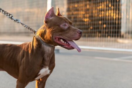 Foto ilustrativa de um pit bull de cor castanho