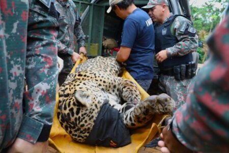 Onça capturada após devorar caseiro teve perda de peso e está debilitada exames estão sendo realizados para fechar o diagnóstico