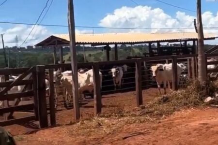 Polícia apreende 900 cabeças de gado avaliadas em R$ 3 milhões em Pires do Rio
