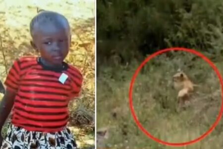 Jovem de 13 anos é morta e devorada por leão no Quênia Felino devorou 80% do corpo da estudante que morava em Rongai, na periferia de Nairóbi