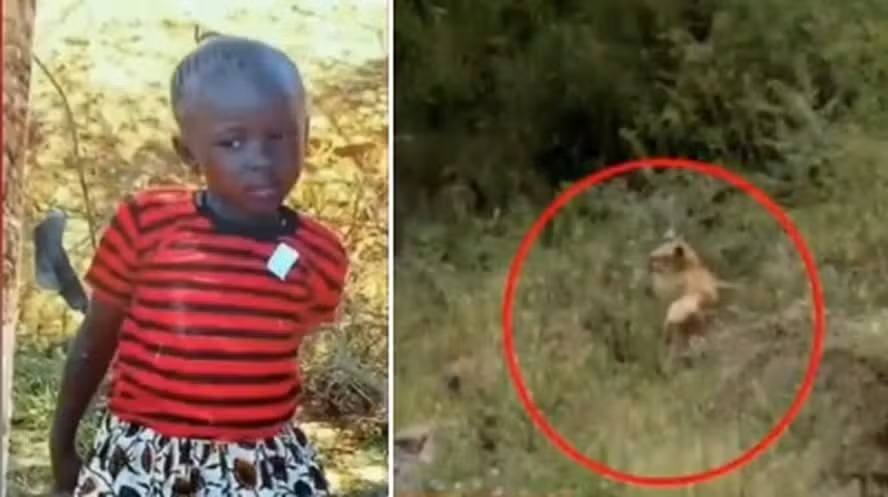 Jovem de 13 anos é morta e devorada por leão no Quênia Felino devorou 80% do corpo da estudante que morava em Rongai, na periferia de Nairóbi